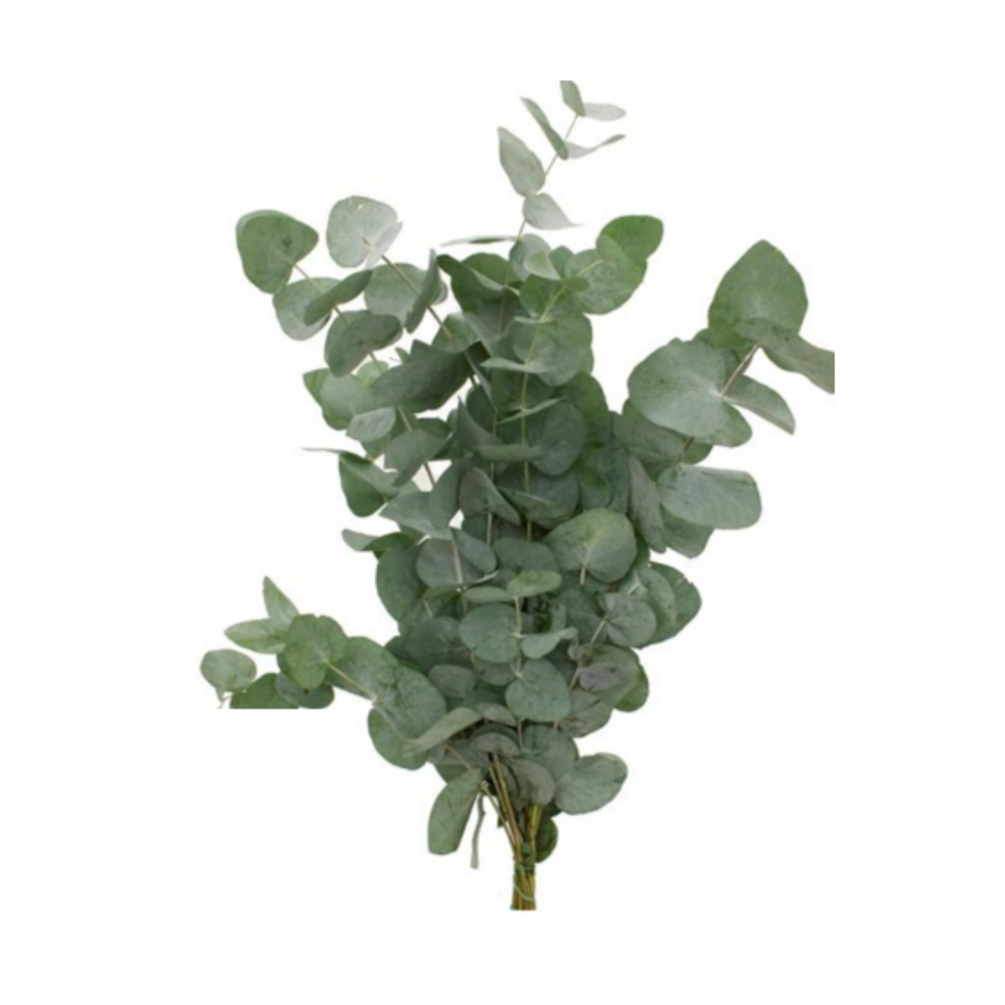 Eucalyptus Cinerea