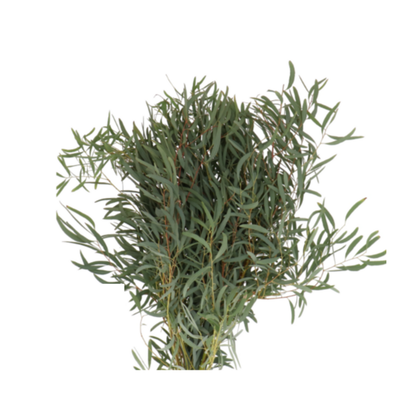 Eucalyptus Nicholii