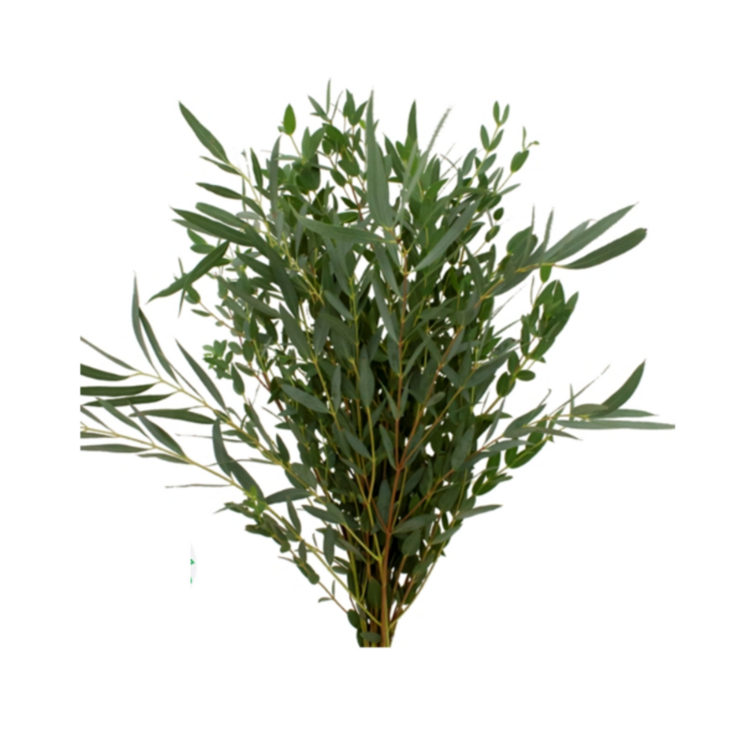 Eucalyptus Parvifolia