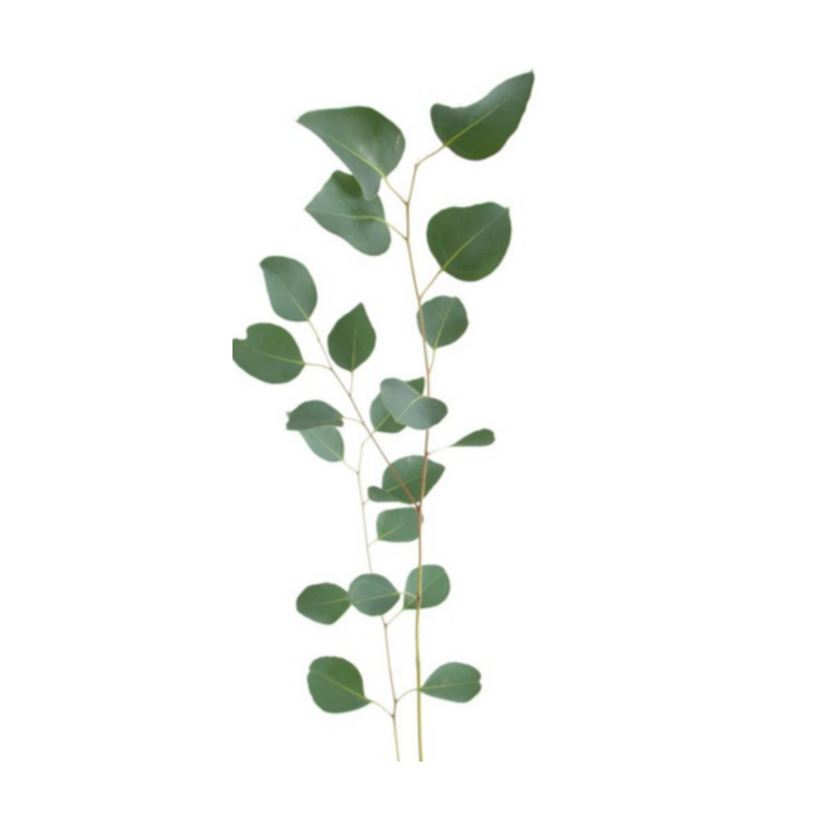 Eucalyptus Populifolia