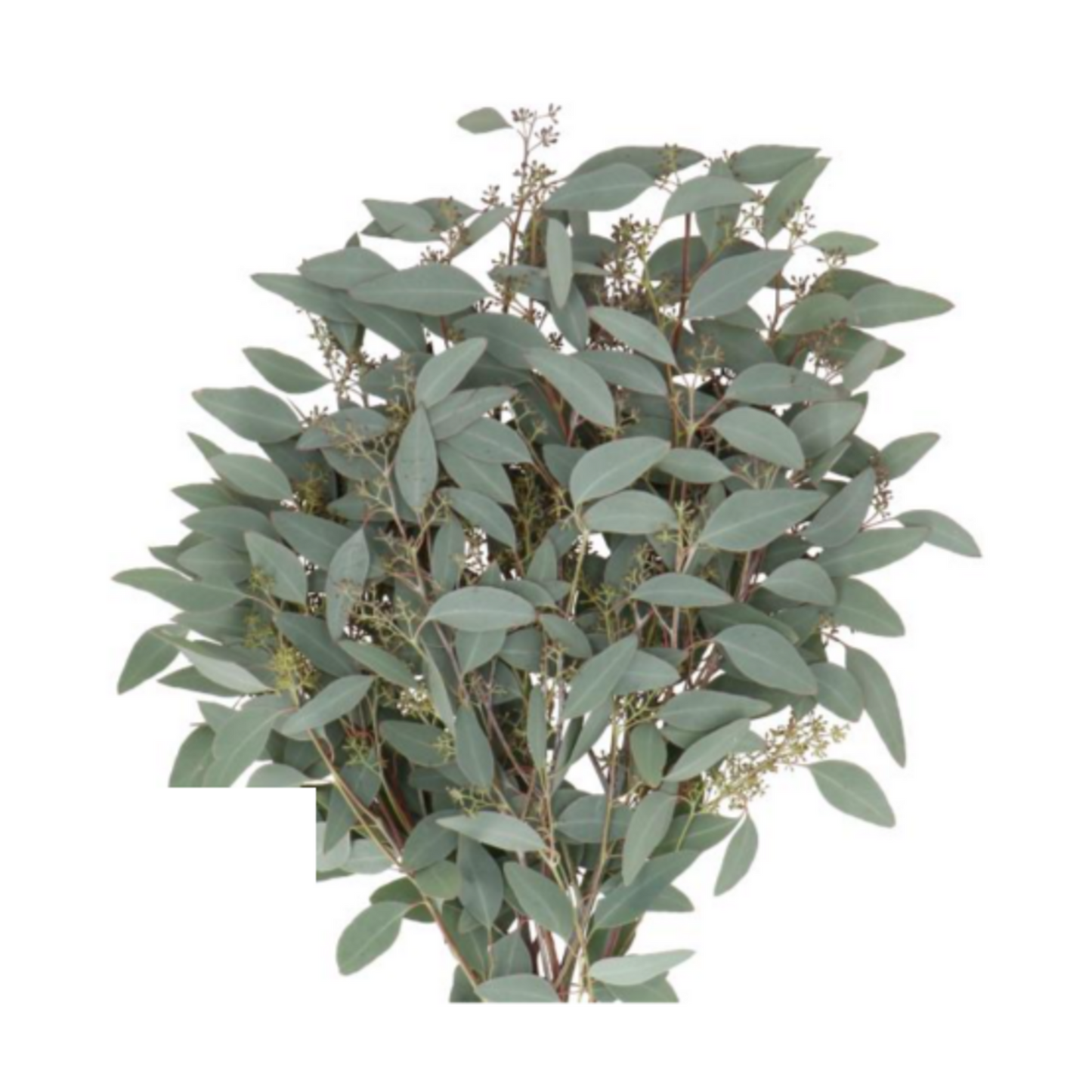 Eucalyptus Seeded