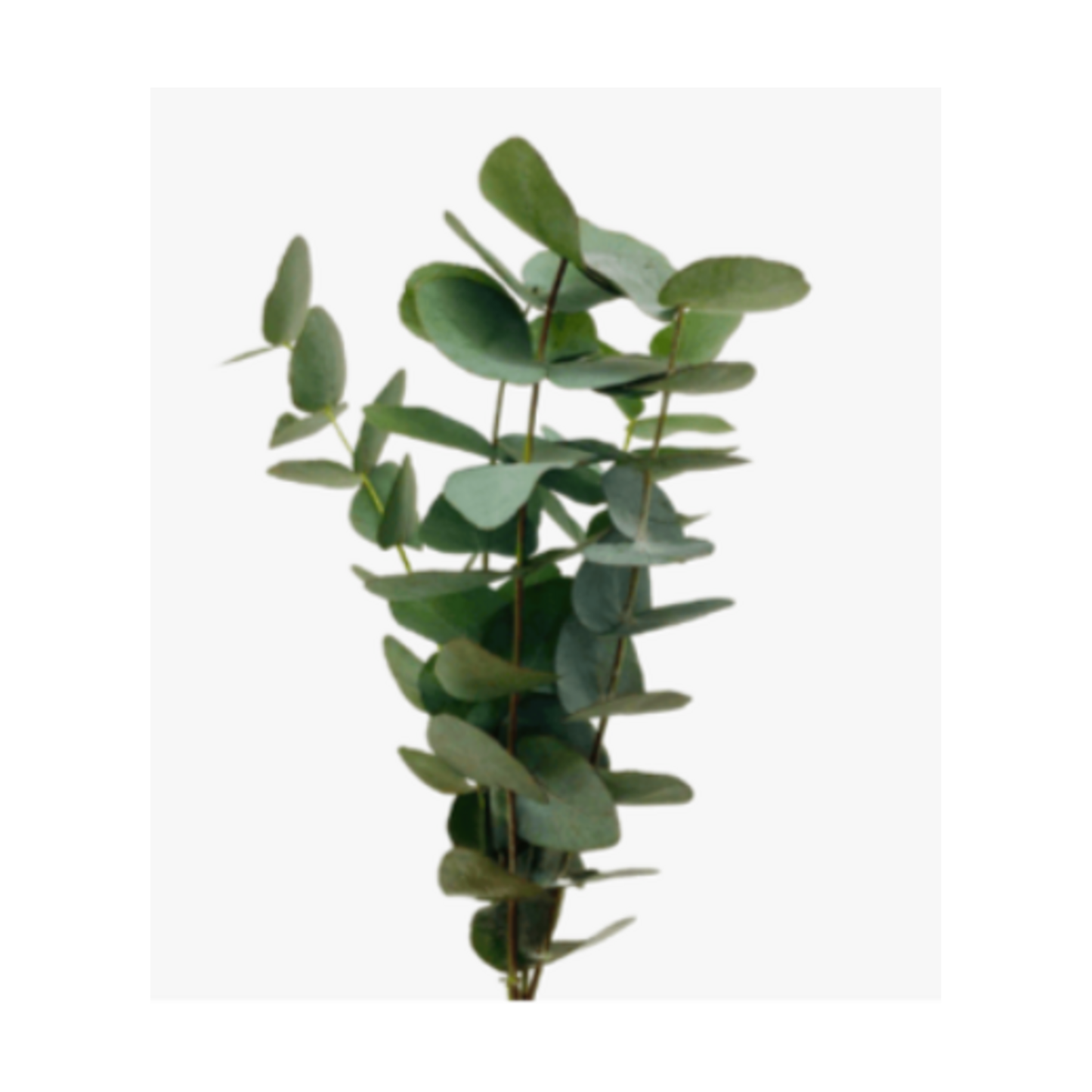 Eucalyptus Silver Dollar