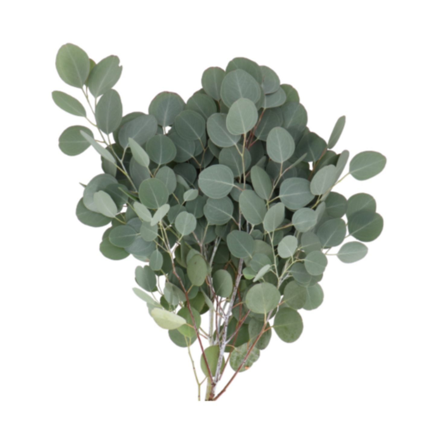 Eucalyptus Tereticornis