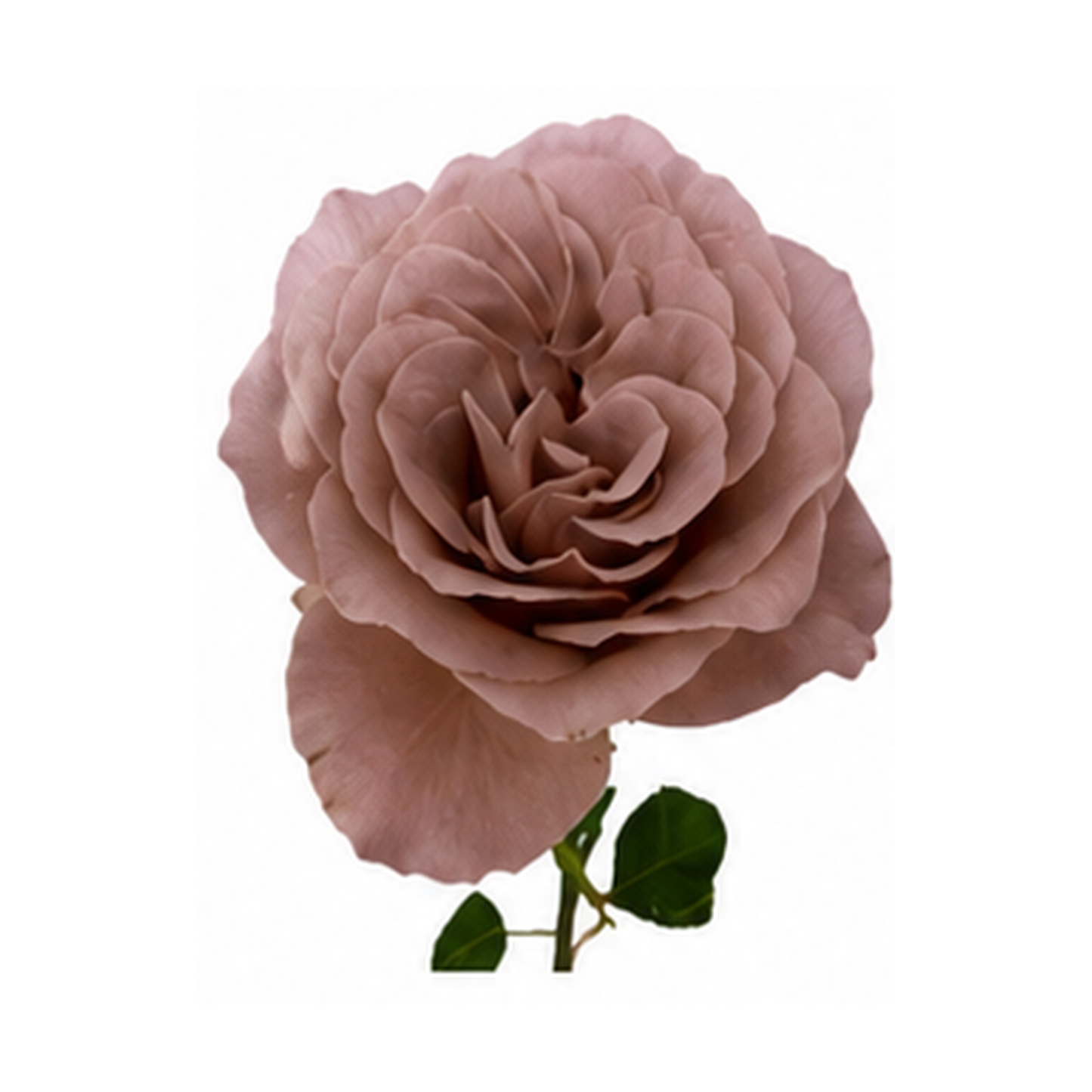 Garden Rose Cafe Latte