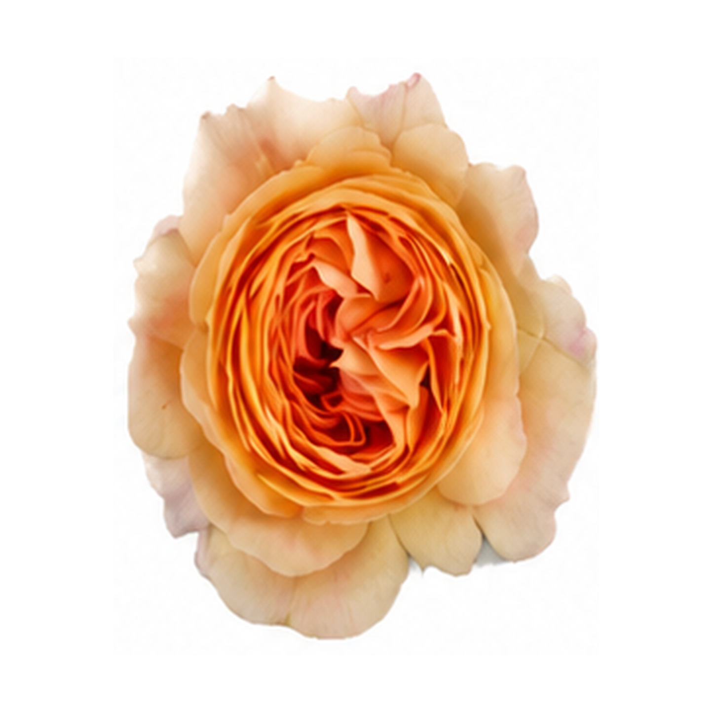 Garden Rose Caramel Antike