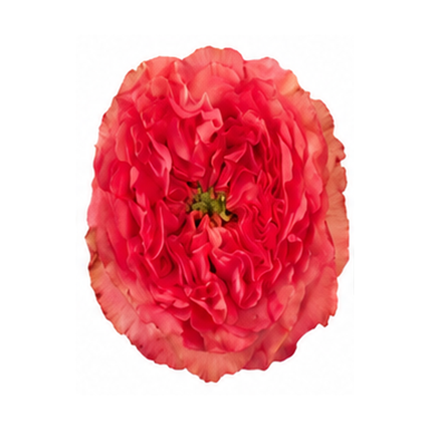 Garden Rose Coral Reeva
