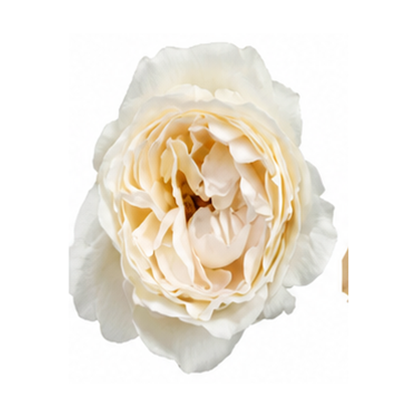 Garden Rose Cream Yves Piaget