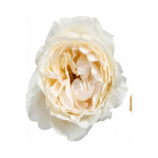 Garden Rose Yves Piaget