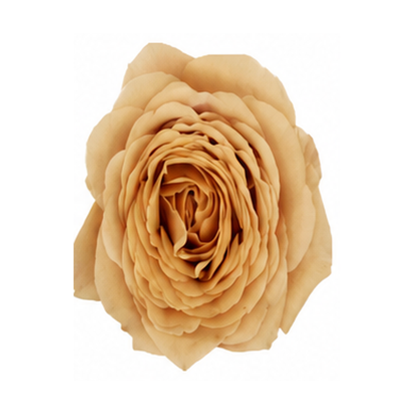 Garden Rose Golden Mustard