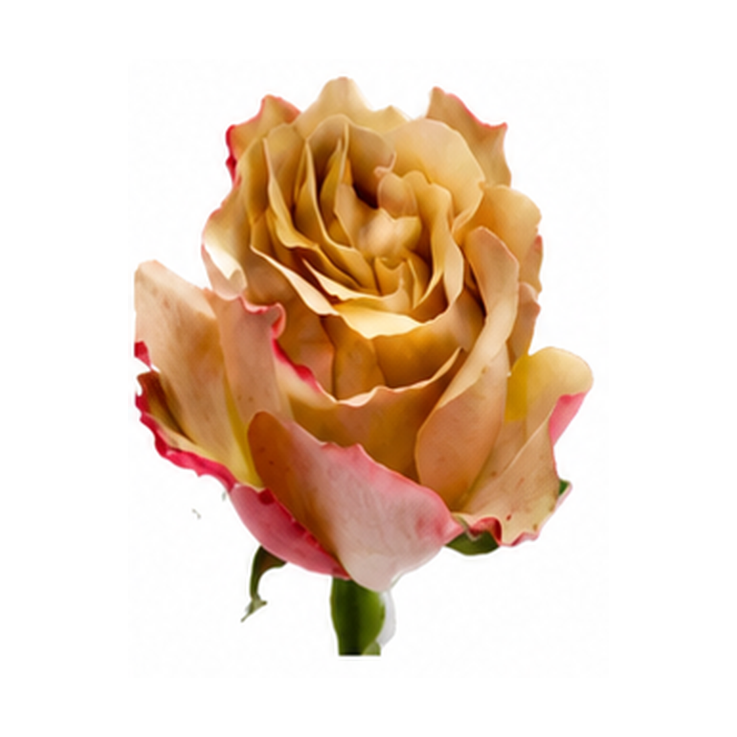 Garden Rose Honey Colorama