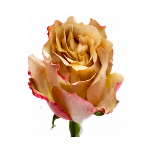 Garden Rose Honey Colorama