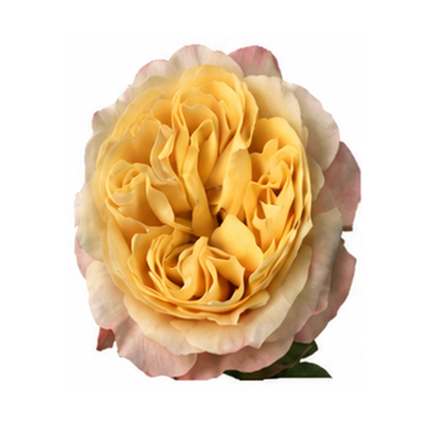 Garden Rose Imagine