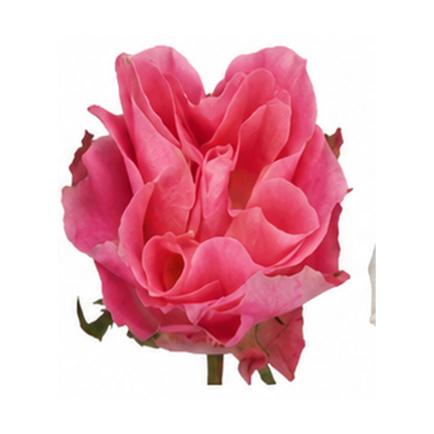 Garden Rose Japanese Tale