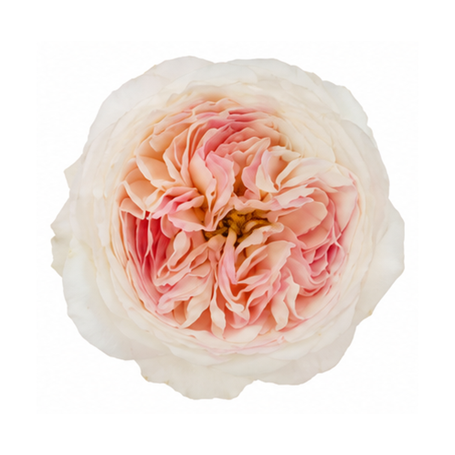 Garden Rose Keira