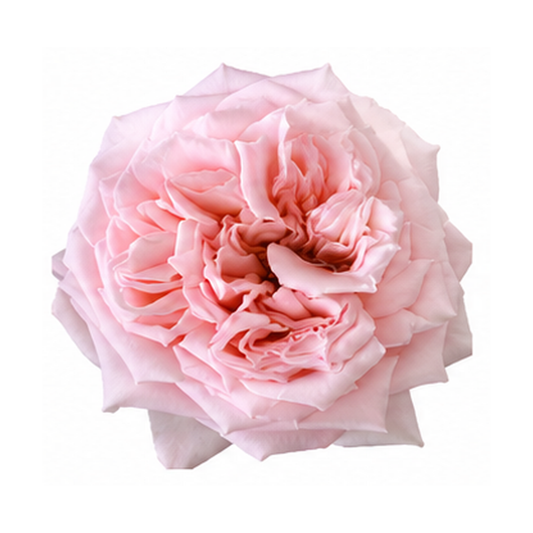 Garden Rose Princess Hitomi