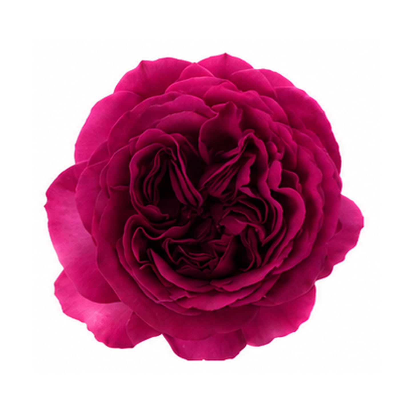 Garden Rose Princess Kishi