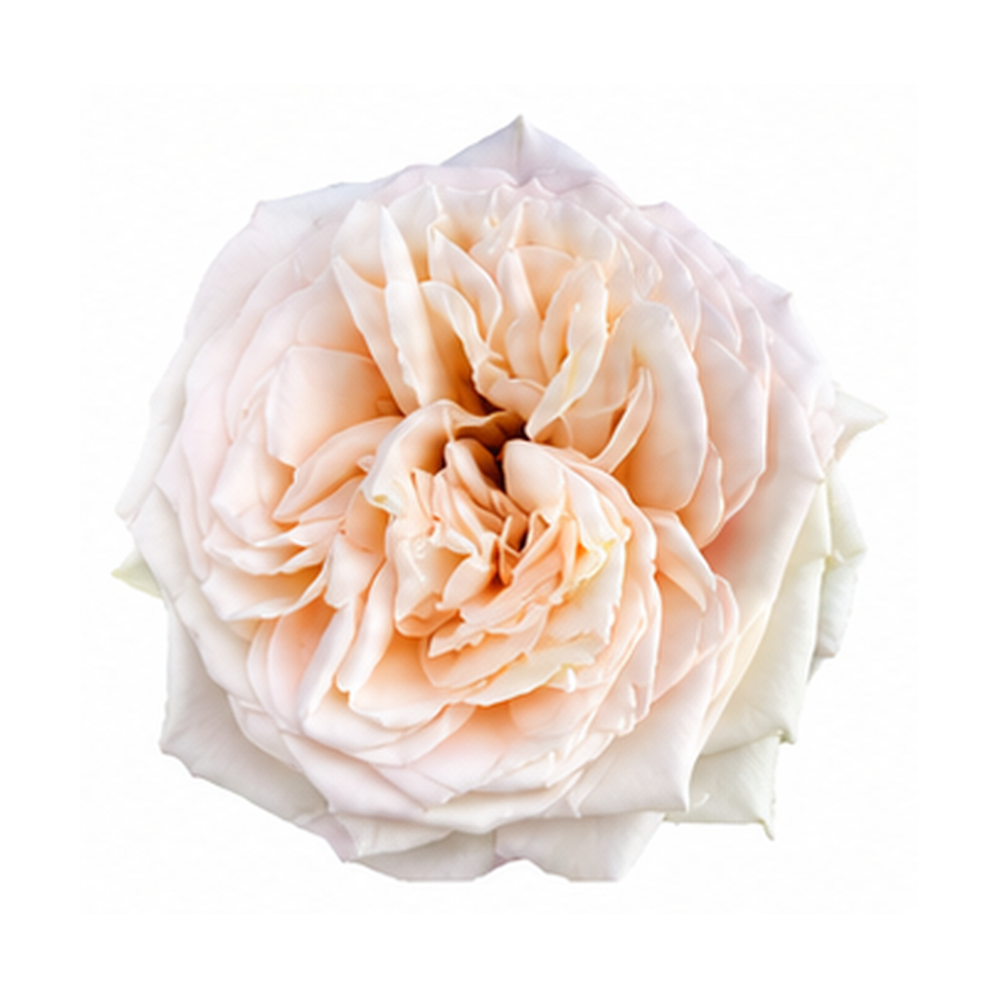 Garden Rose Princess Maya