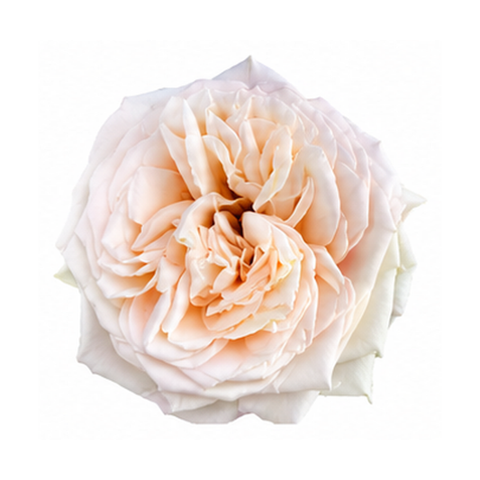 Garden Rose Princess Maya