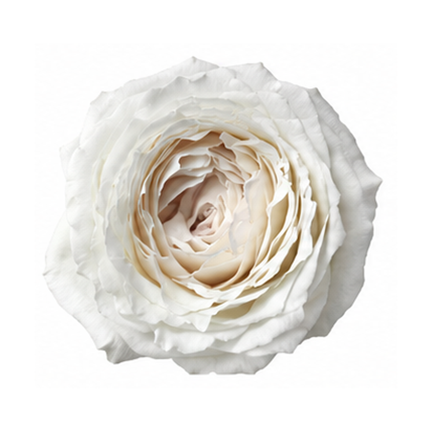 Garden Rose Princess Miyuki