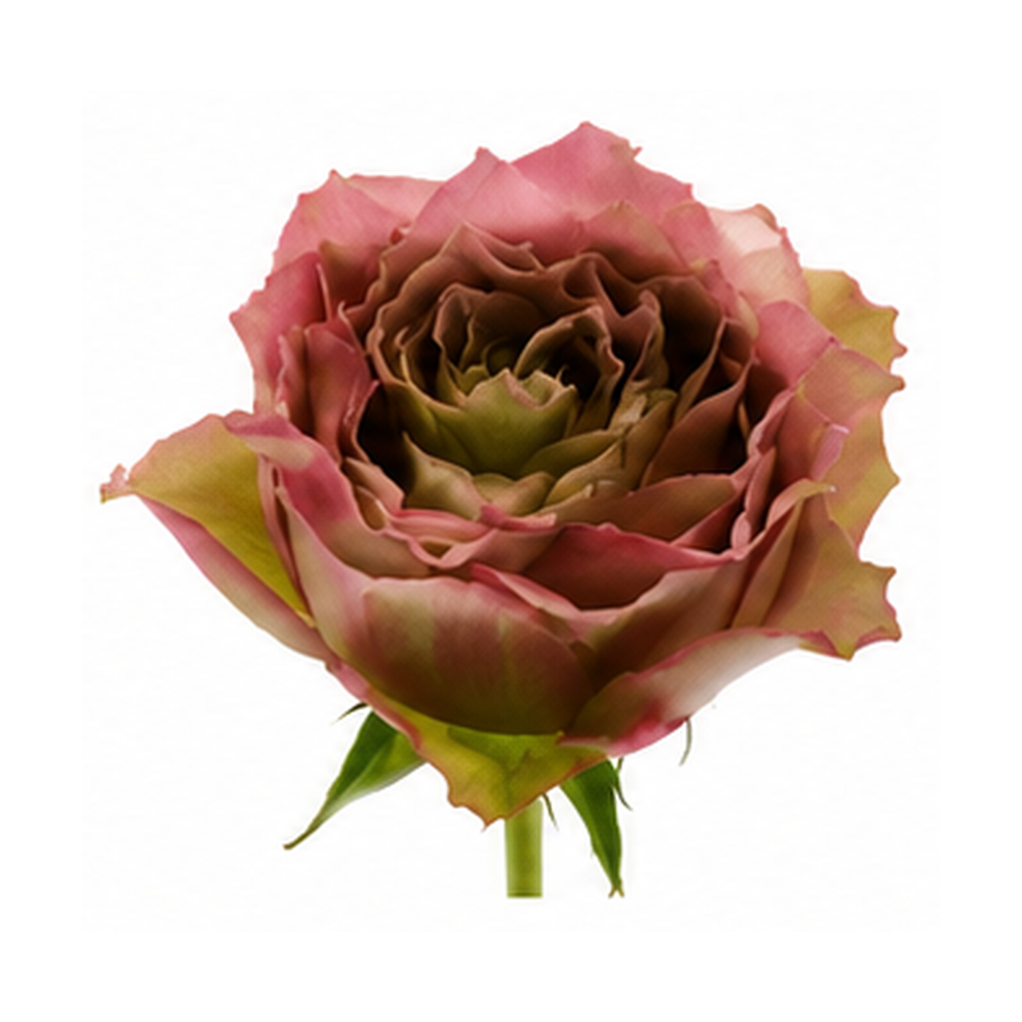 Garden Rose Ratatouille