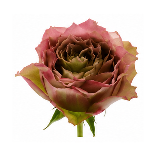 Garden Rose Ratatouille