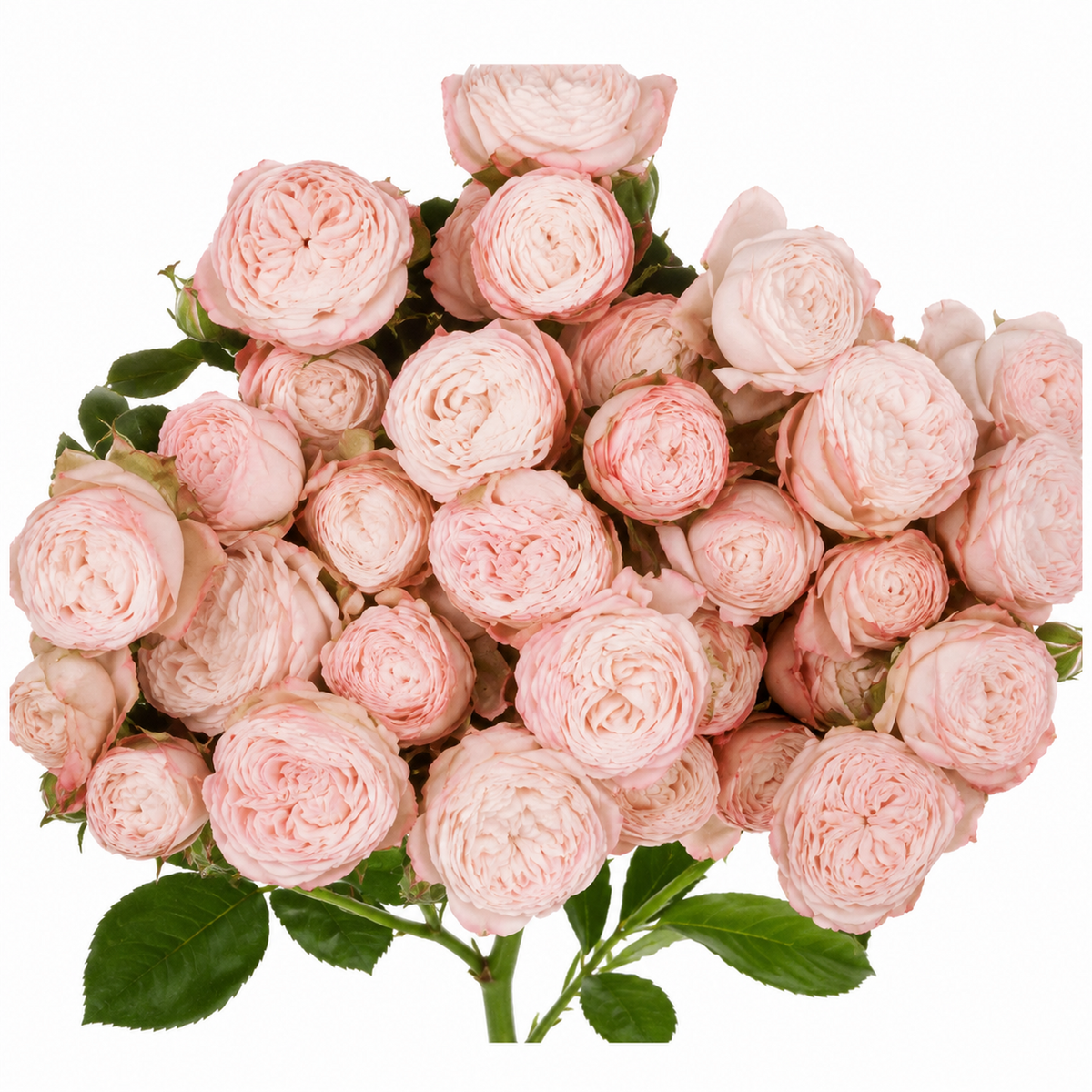Garden Spray Rose Bombastic