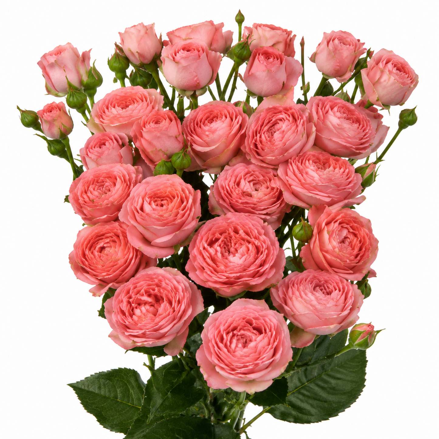 Garden Spray Rose Emeke