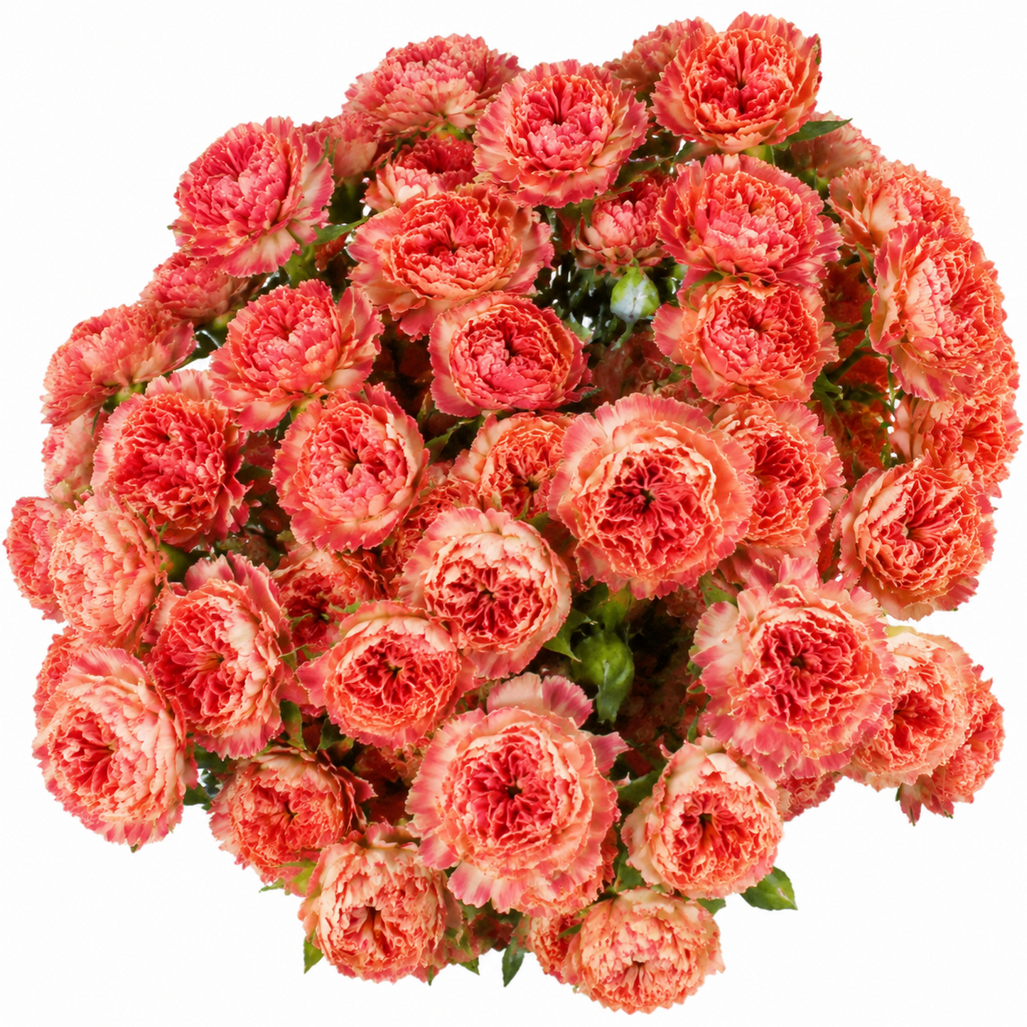 Garden Spray Rose Fair Flow