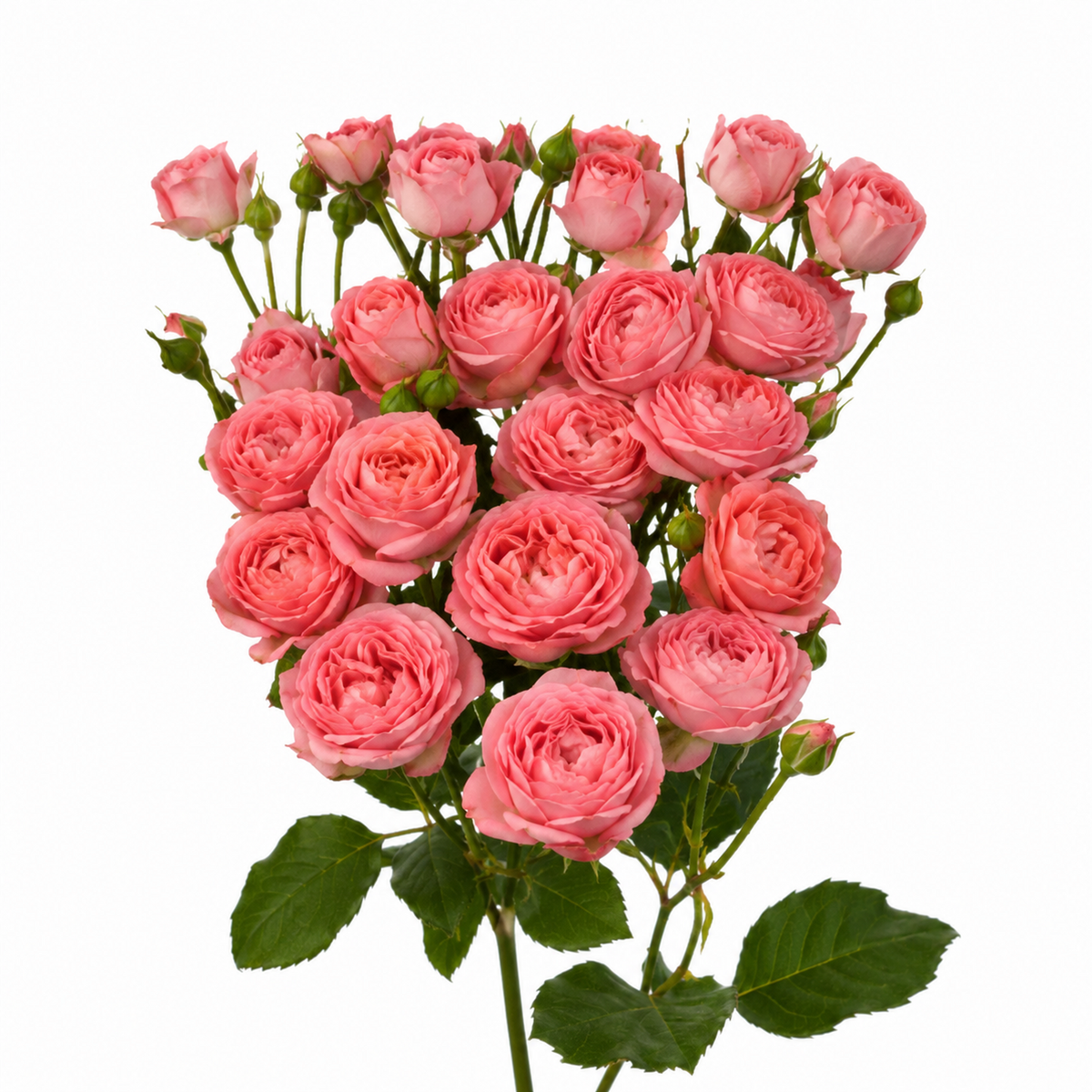 Garden Spray Rose Femke