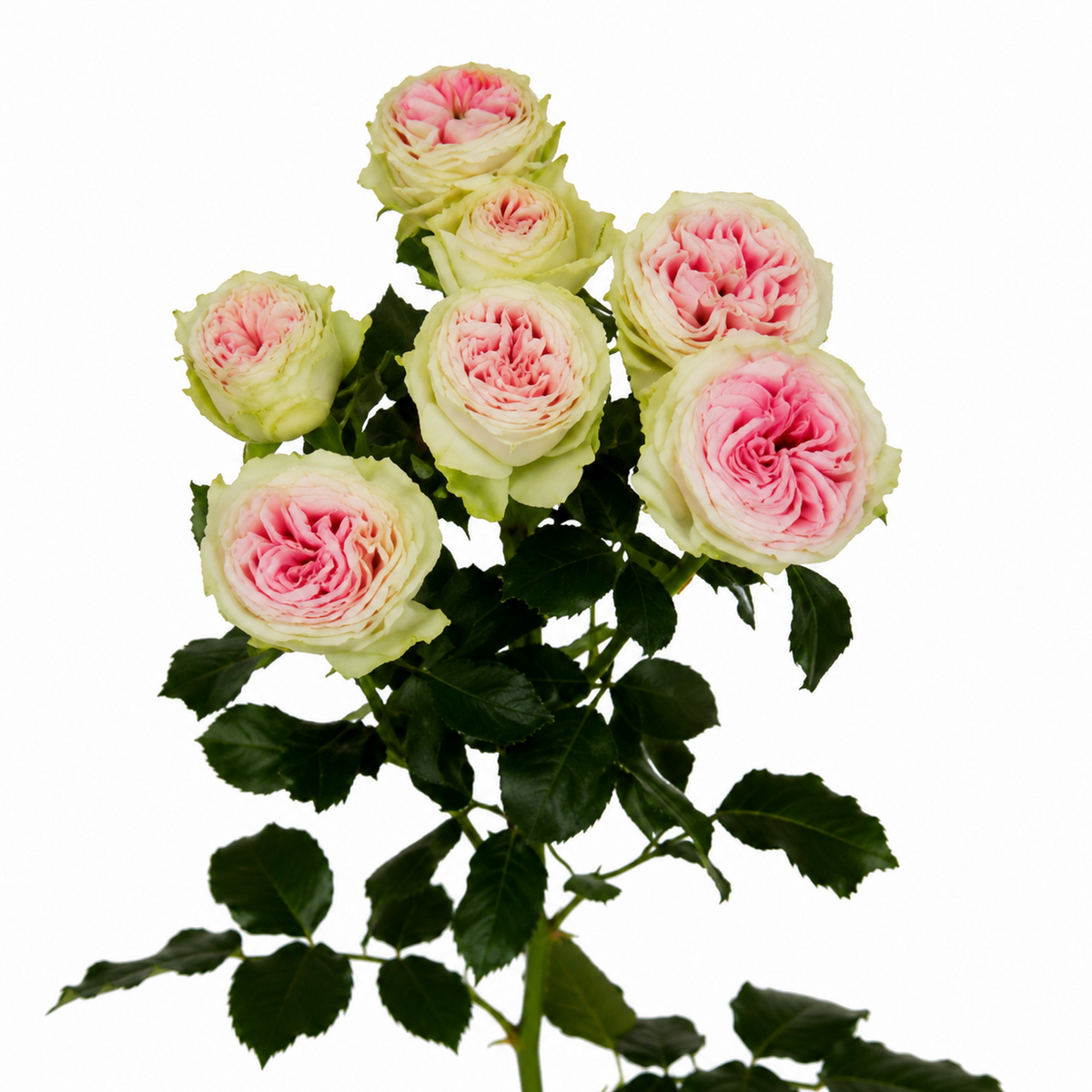 Garden Spray Rose Gelato