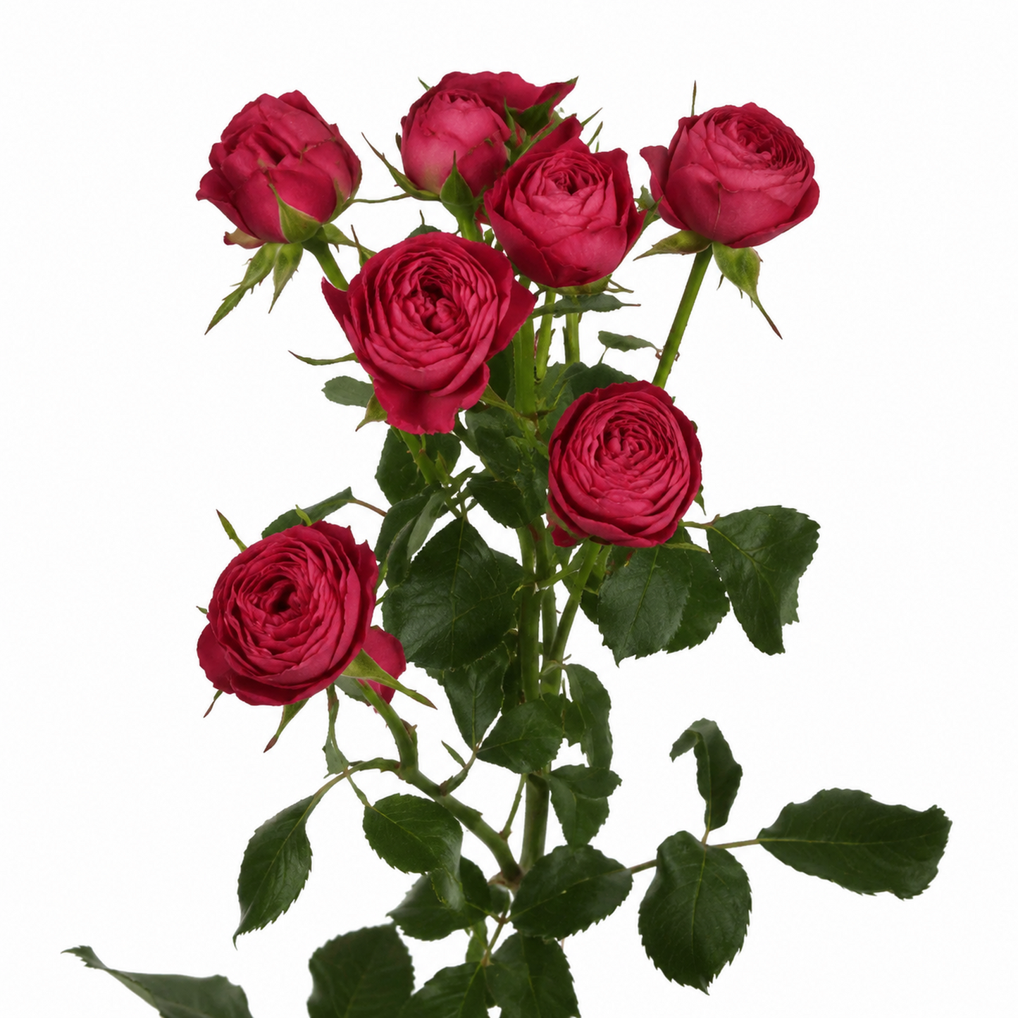 Garden Spray Rose Grand Trendsetter