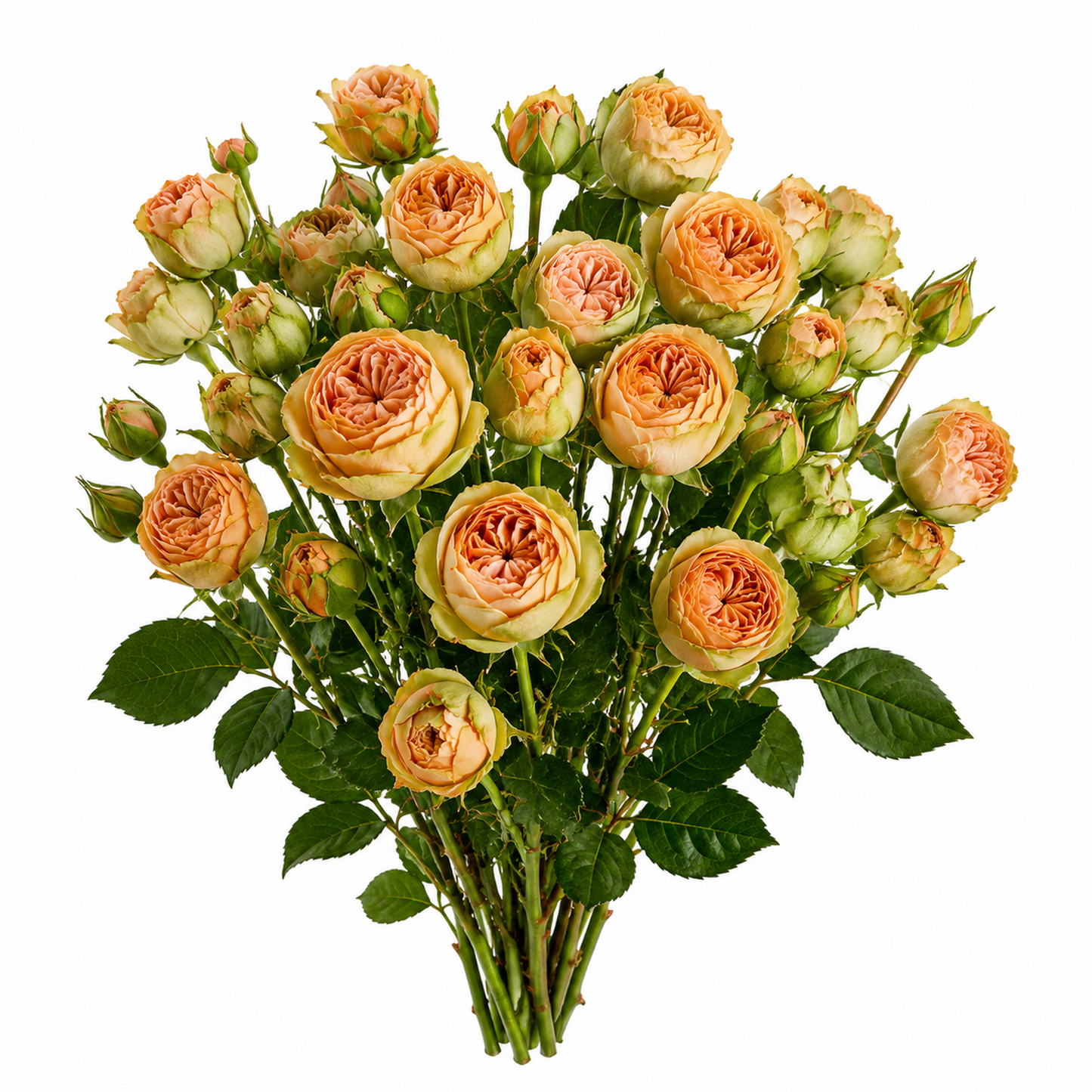 Garden Spray Rose Holly