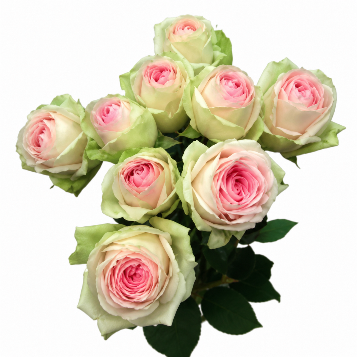 Garden Spray Rose Inger Kristine