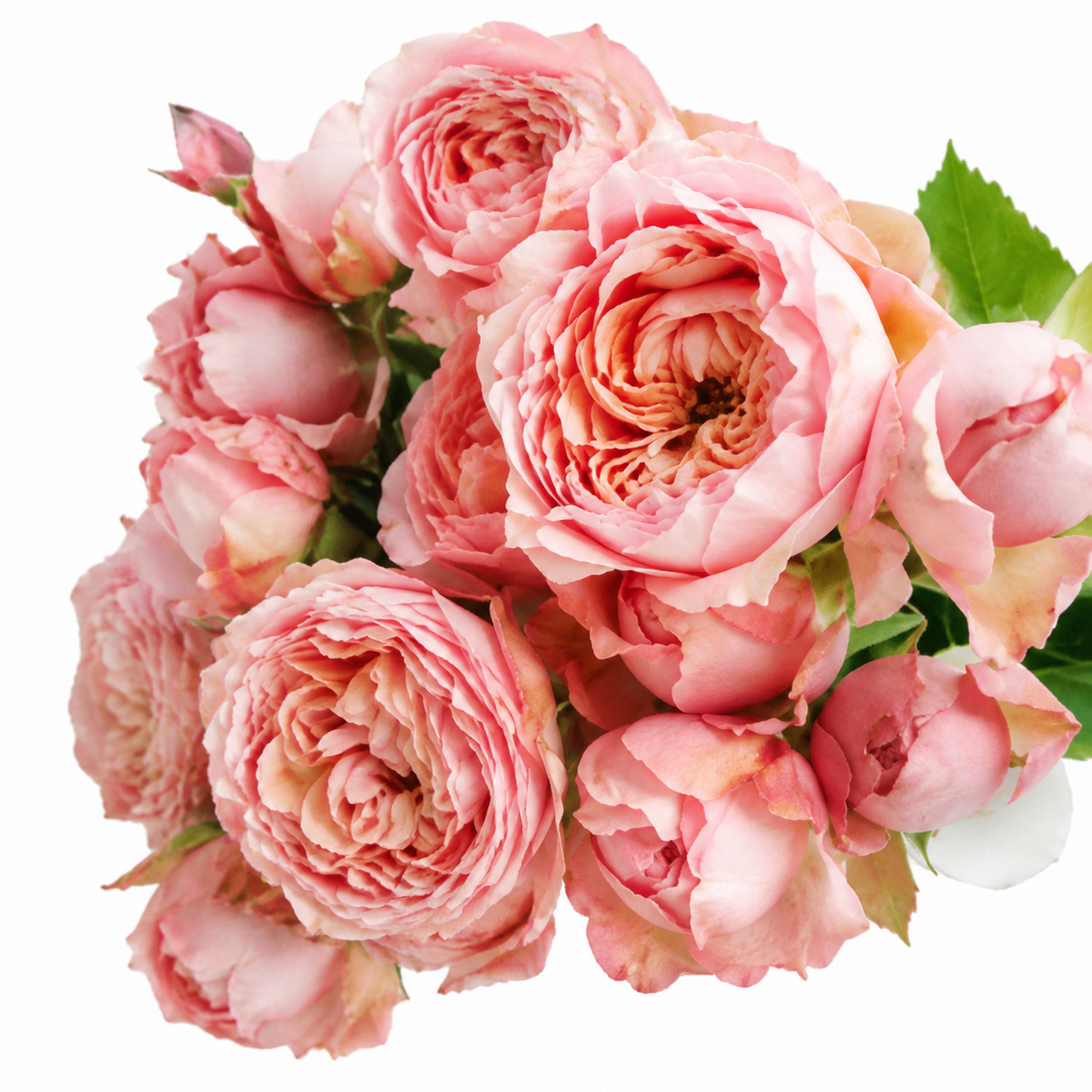Garden Spray Rose Julietta Pretty Pink