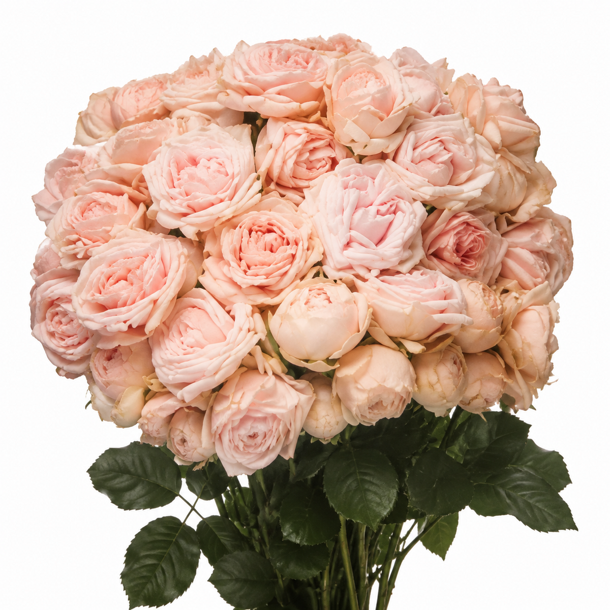 Garden Spray Rose Lady of the Dawn