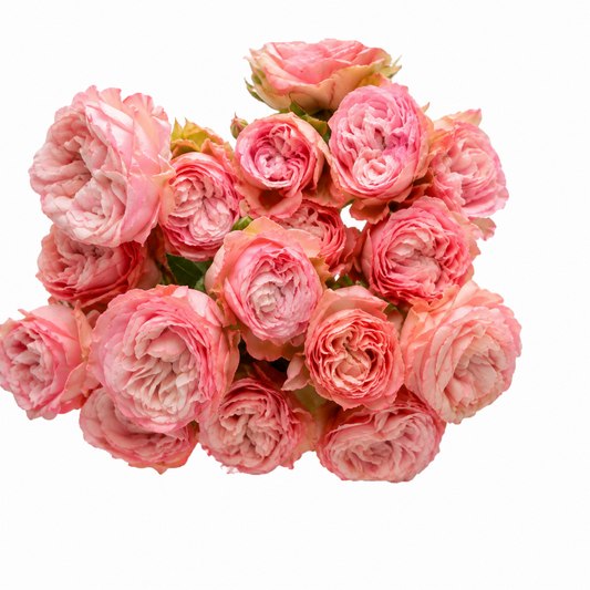 Garden Spray Rose Madam Bombastic