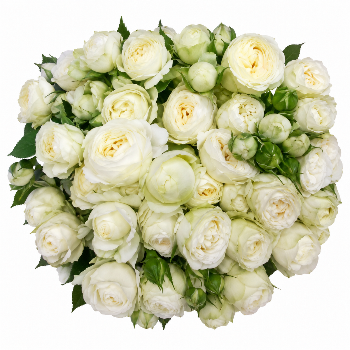 Garden Spray Rose Muthoni