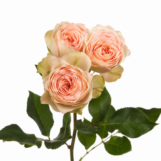 Garden Spray Rose Pavlova