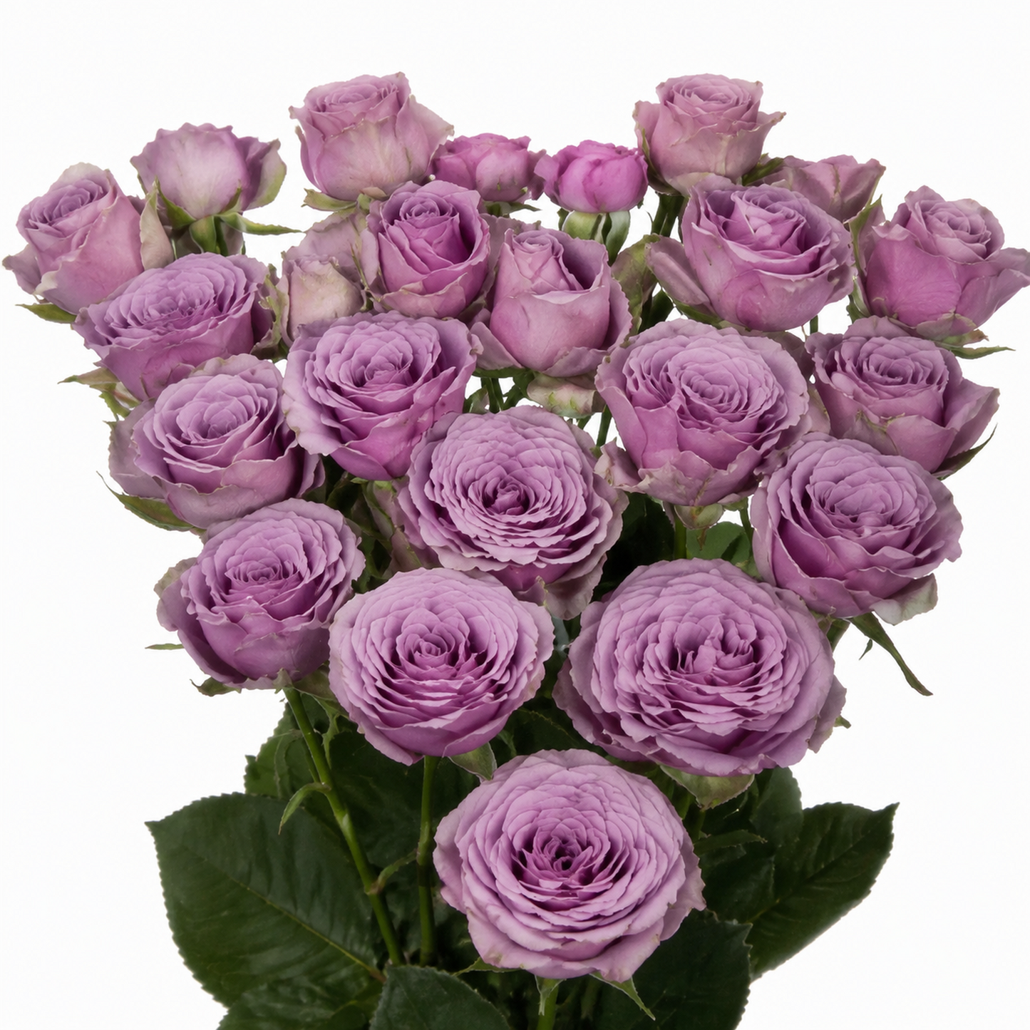 Garden Spray Rose Purple Sky