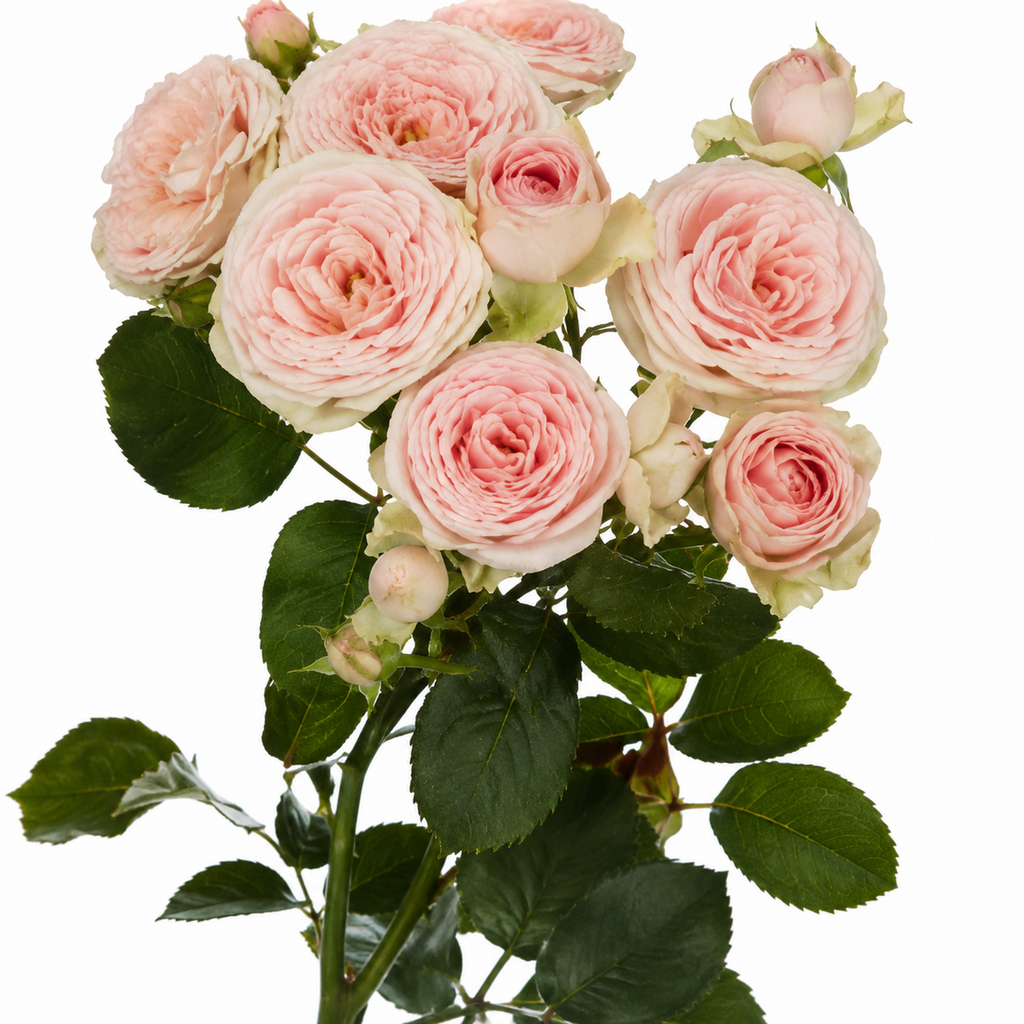 Garden Spray Roses Sweet Giselle
