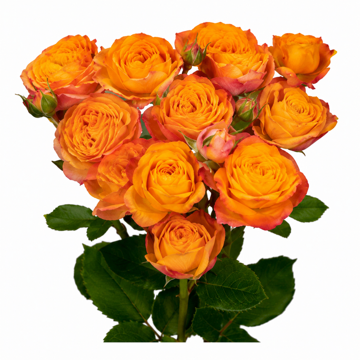 Garden Type Spray Rose Laroque