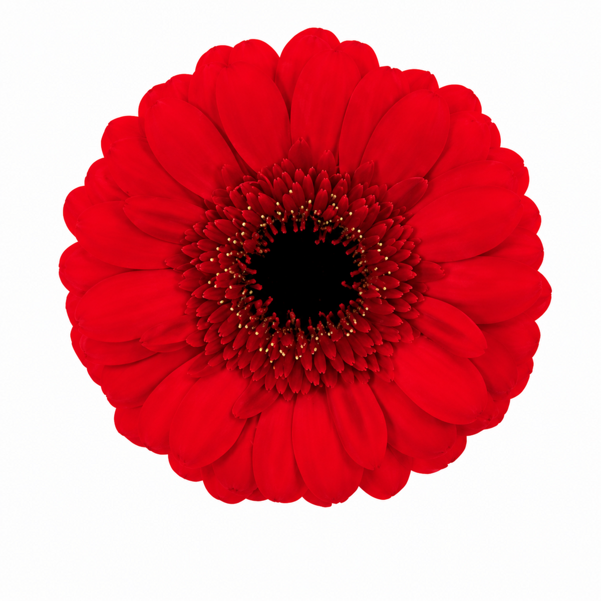 Germini Red Ruby