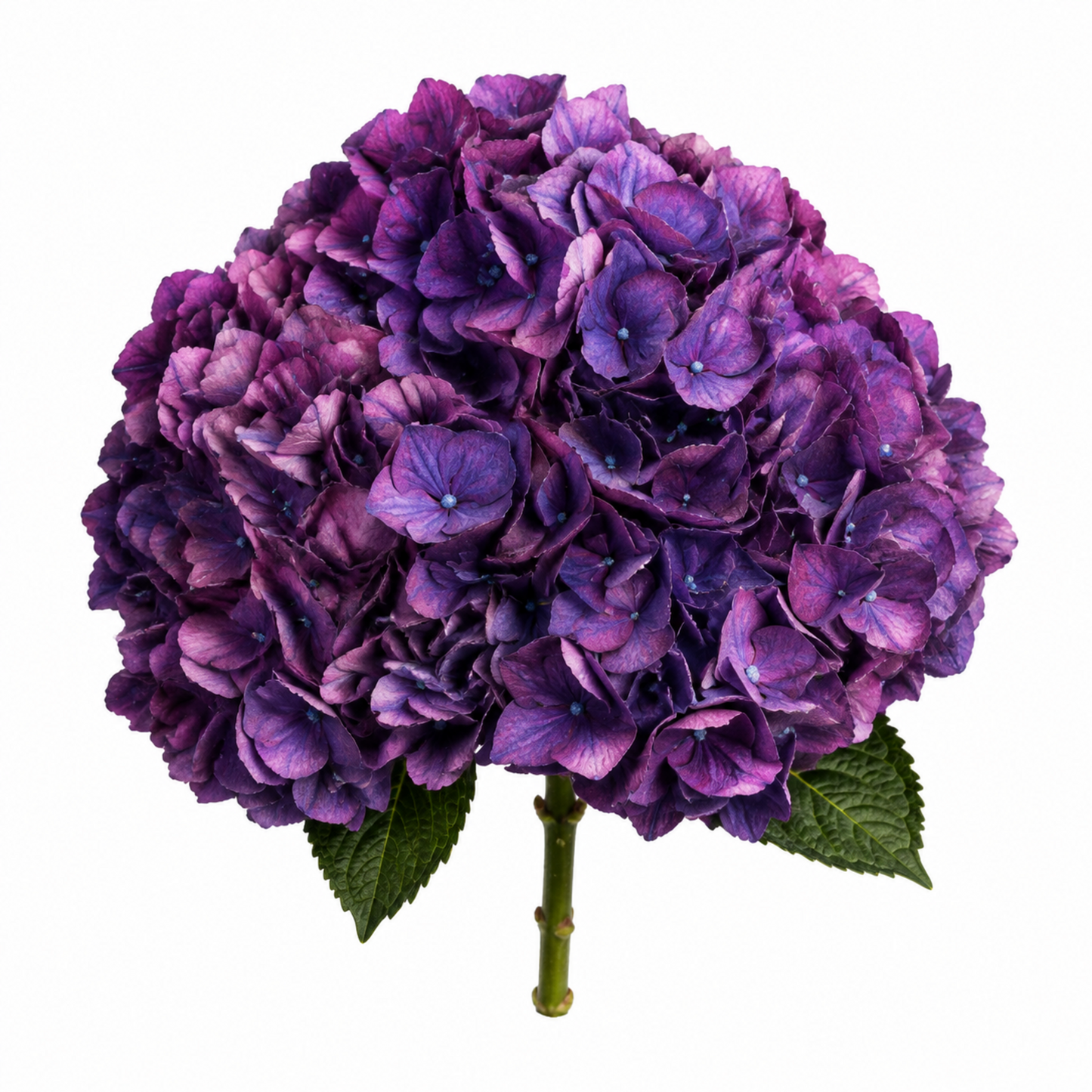 Hydrangea Amatista