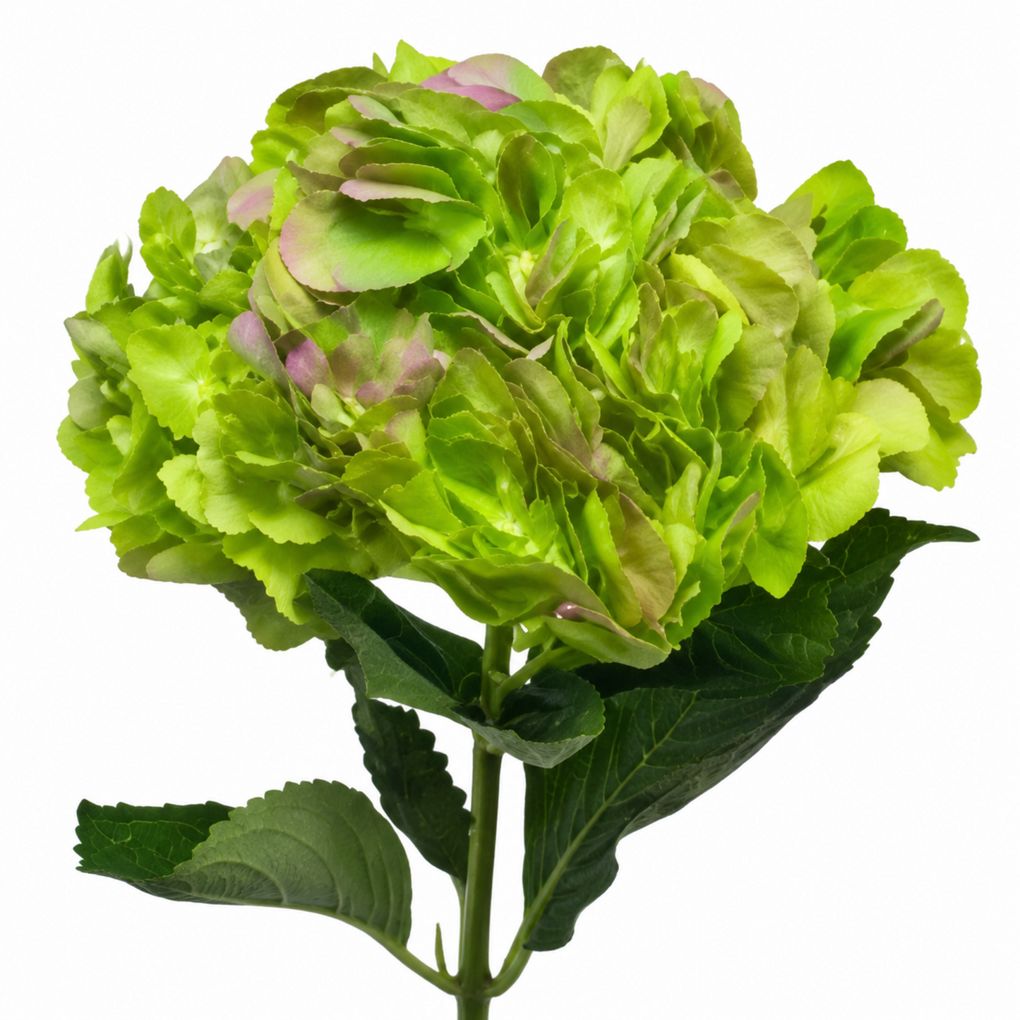 Hydrangea Apple Pink