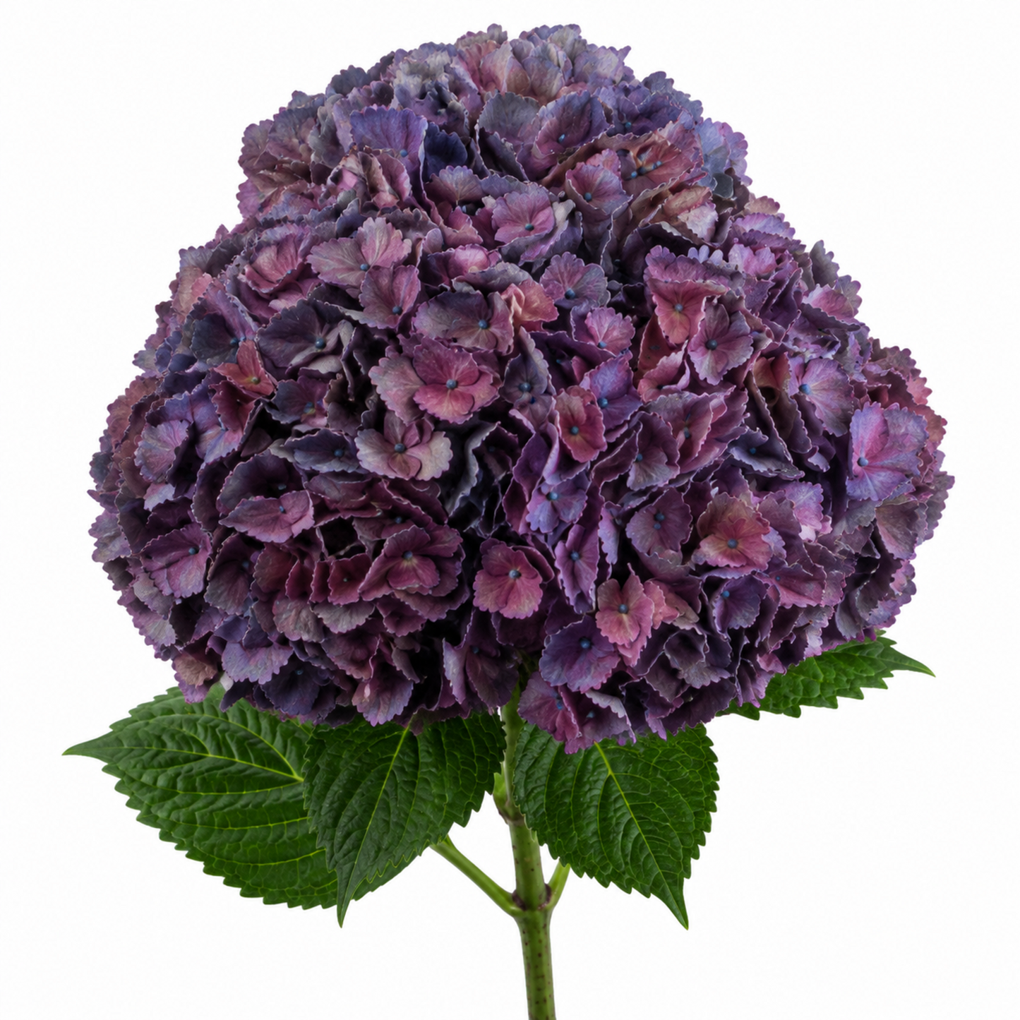 Hydrangea Aubergine