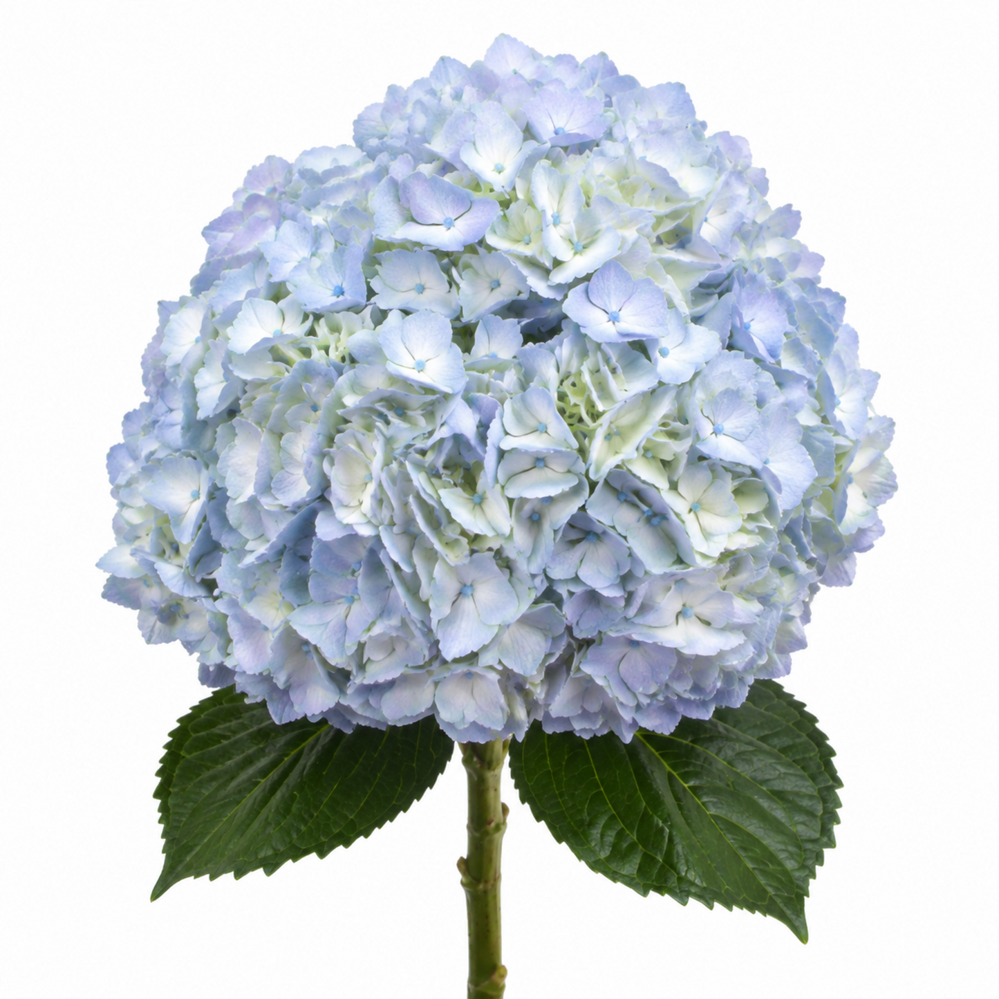 Hydrangea Baby Blue