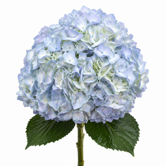 Hydrangea Baby Blue