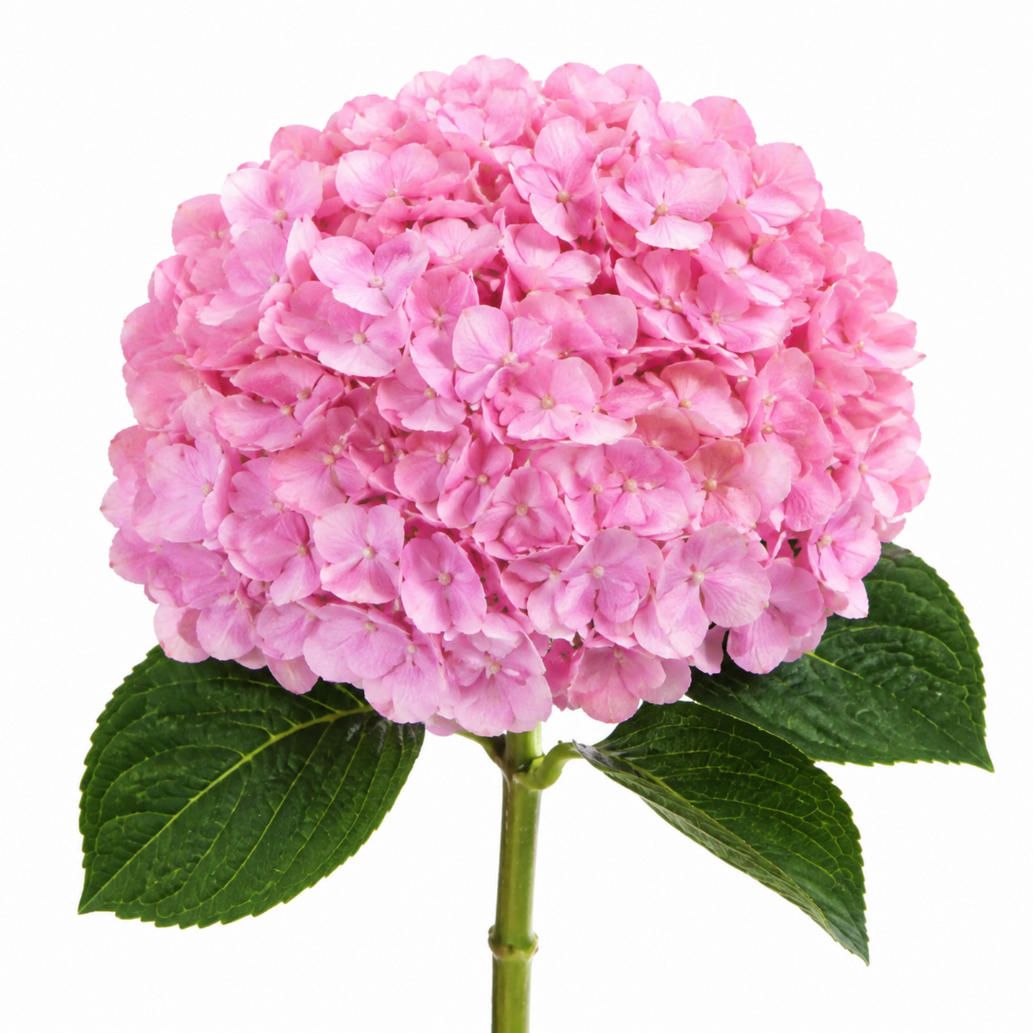 Hydrangea Baby Pink