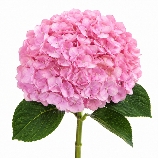 Hydrangea Baby Pink