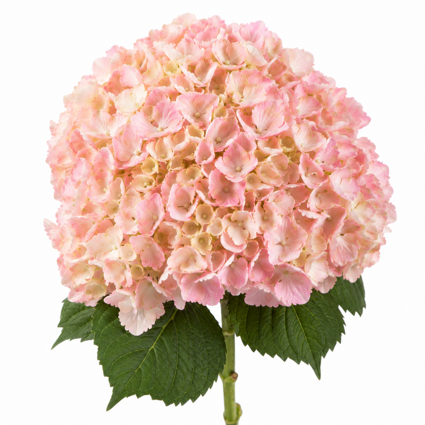 Hydrangea Bridal Pink